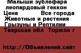 Малыши эублефара ( леопардовый геккон) › Цена ­ 1 500 - Все города Животные и растения » Грызуны и Рептилии   . Тверская обл.,Торжок г.